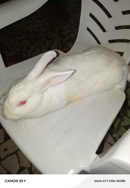 Lapins