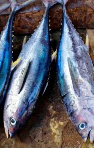 Poisson Frais Assortiment