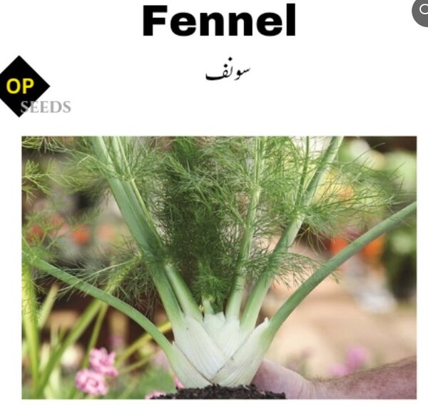 Fennel 