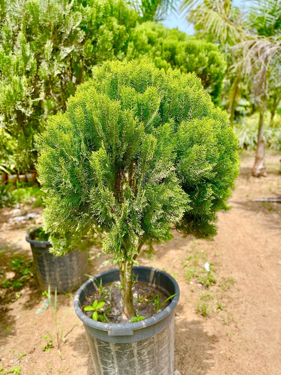 Thuja plant