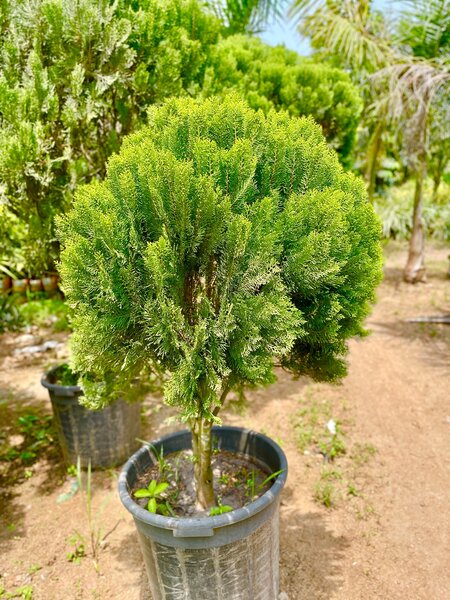 Thuja plant