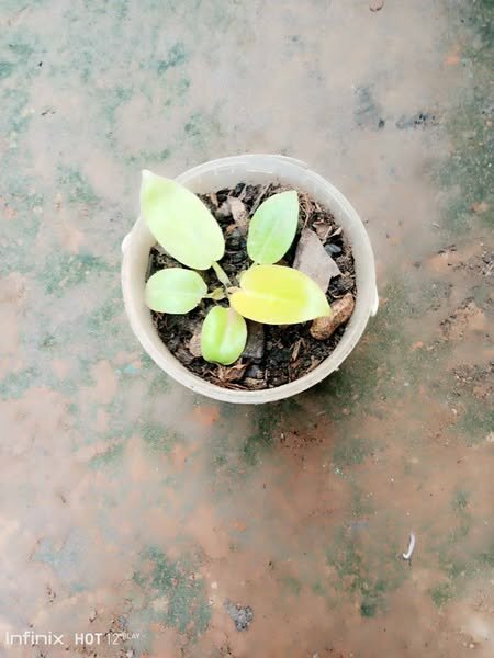 plantes vertes d'intérieur