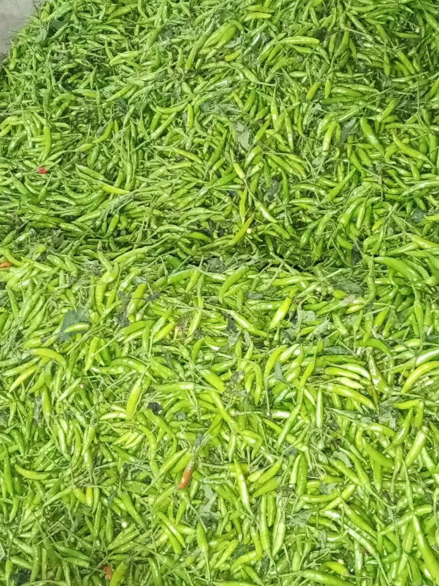Hot chilli haybred