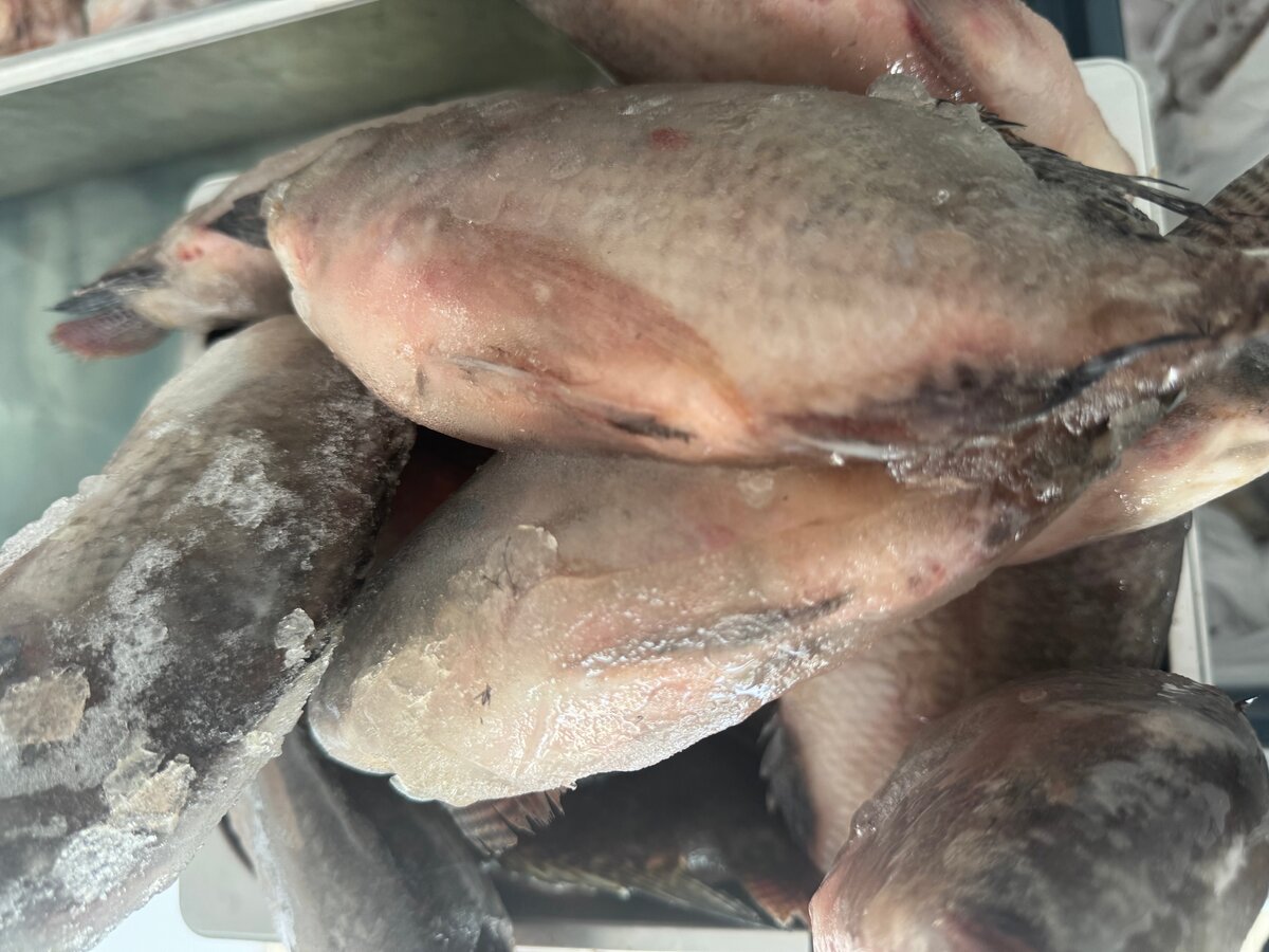 Tilapia fraîche 300-500