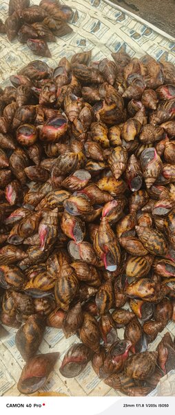 Escargots Frais de Qualité