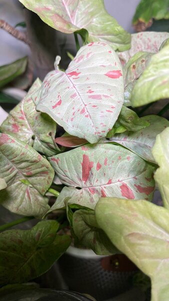 Сингониум милк конфети