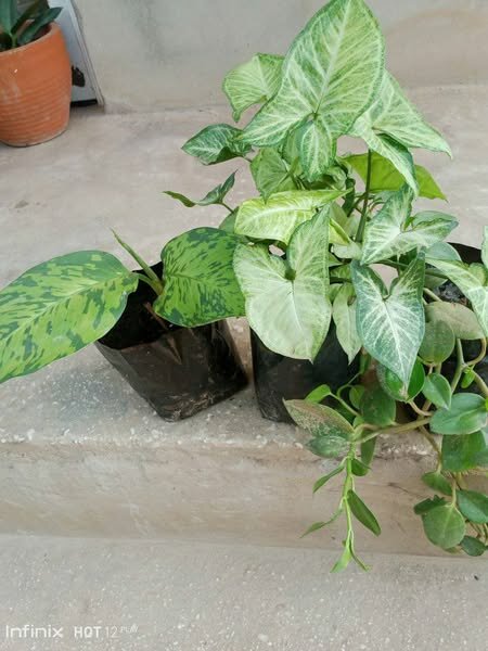 plantes vertes d'intérieur