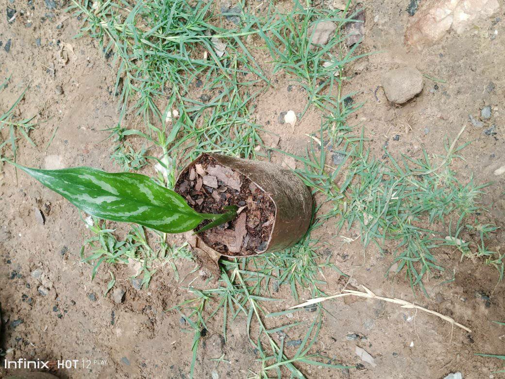plantes vertes d'intérieur