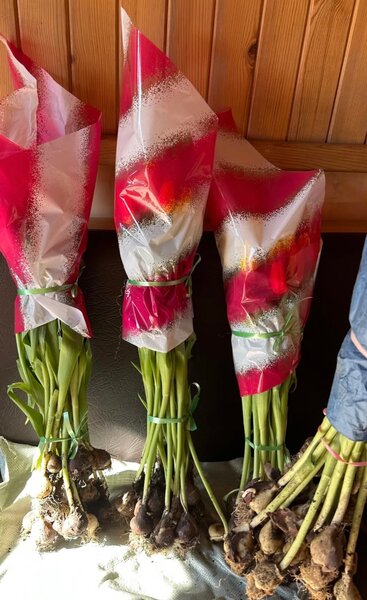 Тюльпаны Голандские (Желтый,Белый,Розовый)