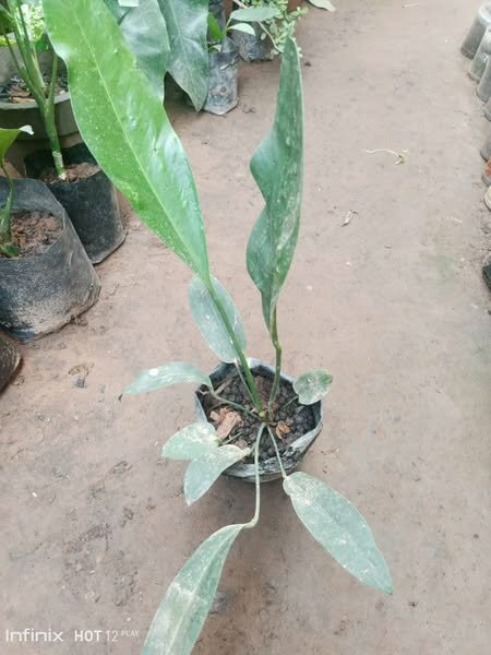 plantes vertes d'intérieur