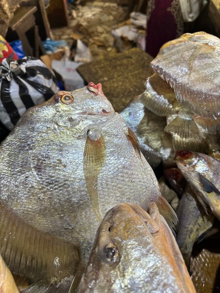 Poisson Frais de Mer