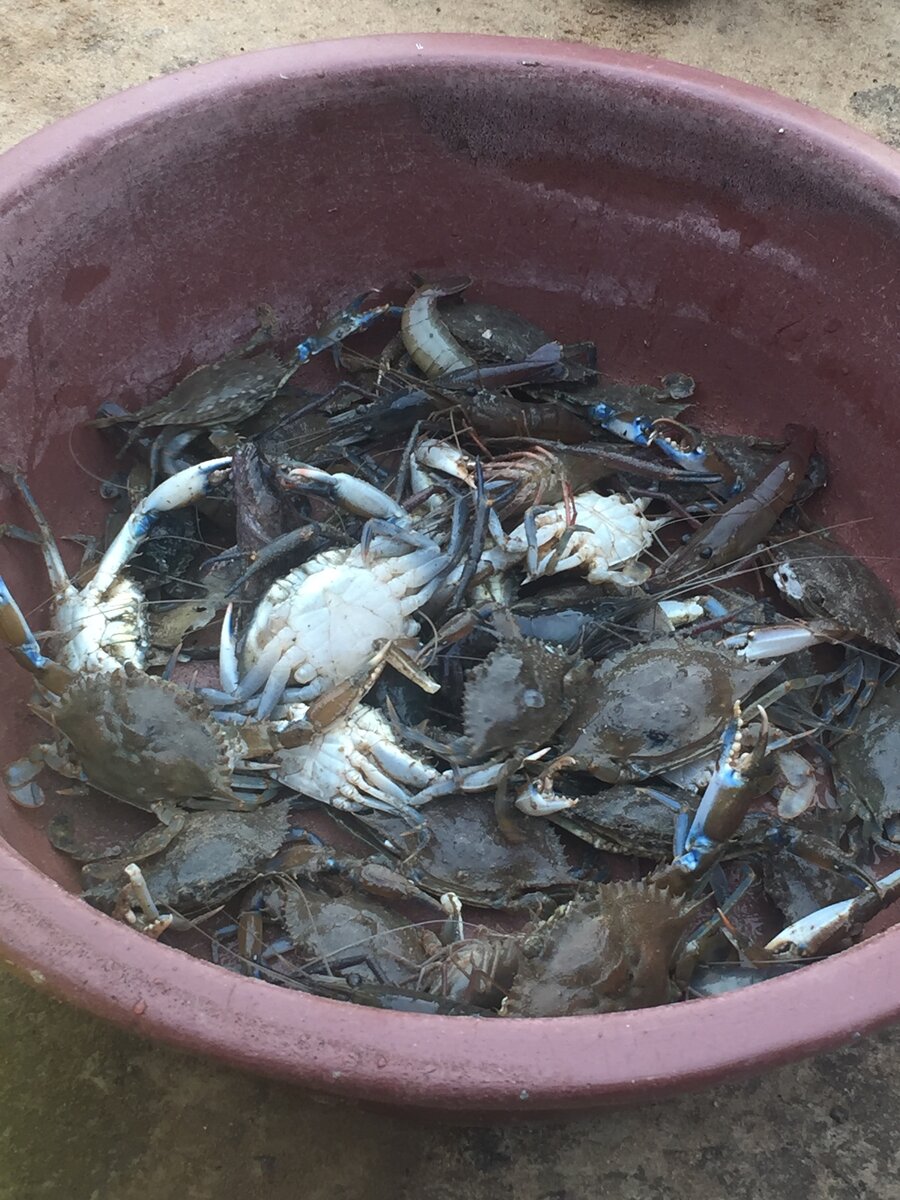 Fruits de Mer Frais – Crabes, Poissons et Homards