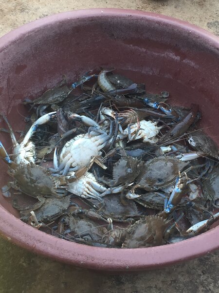 Fruits de Mer Frais – Crabes, Poissons et Homards