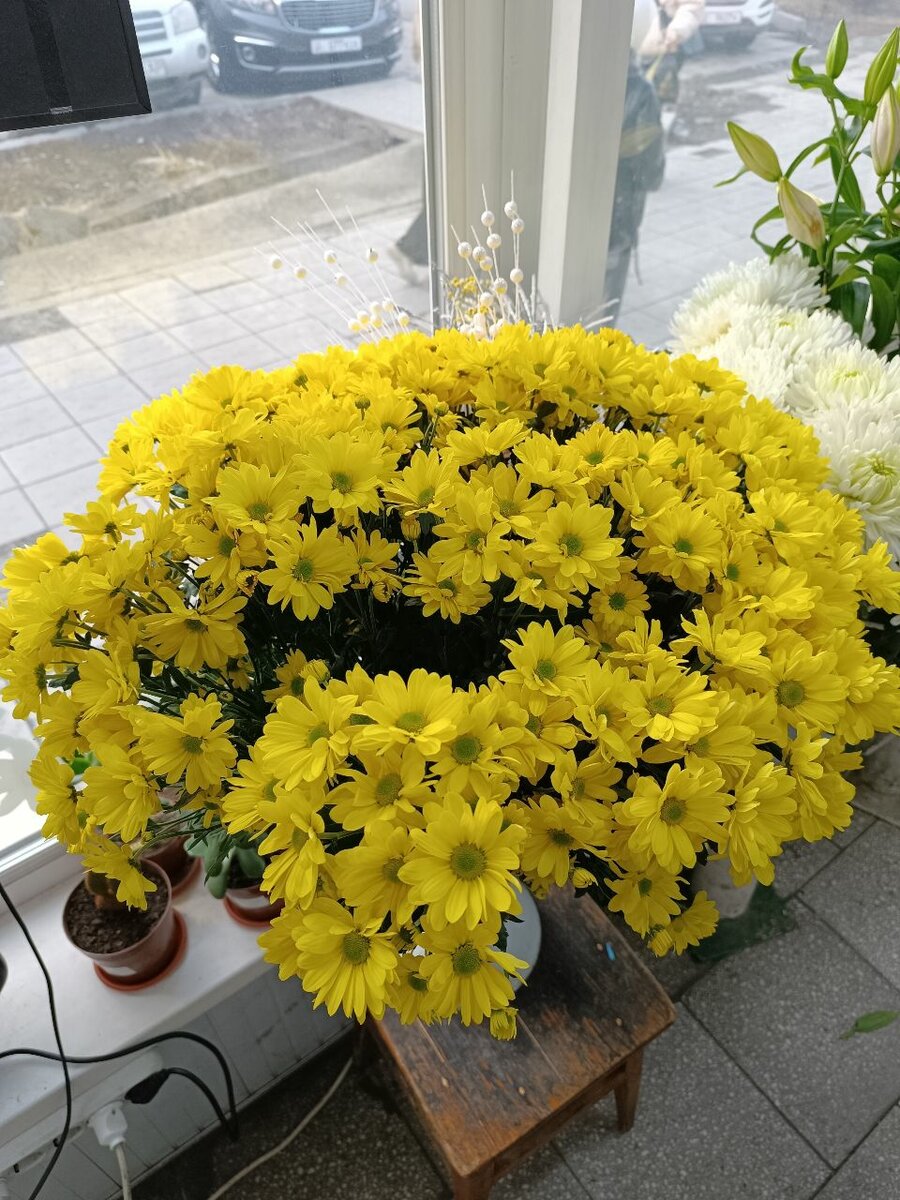 Хризантемы