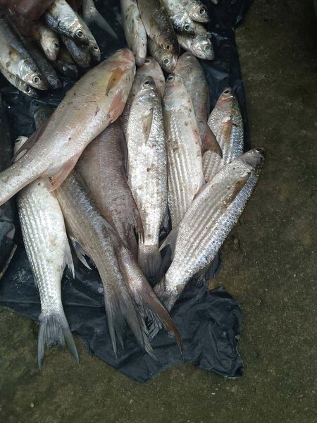 Sosso, Loth, machoiron,dorade