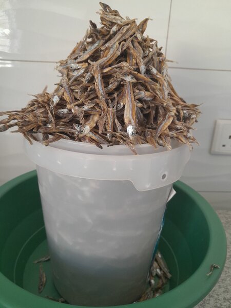 Kapenta Mpulungu High Grade