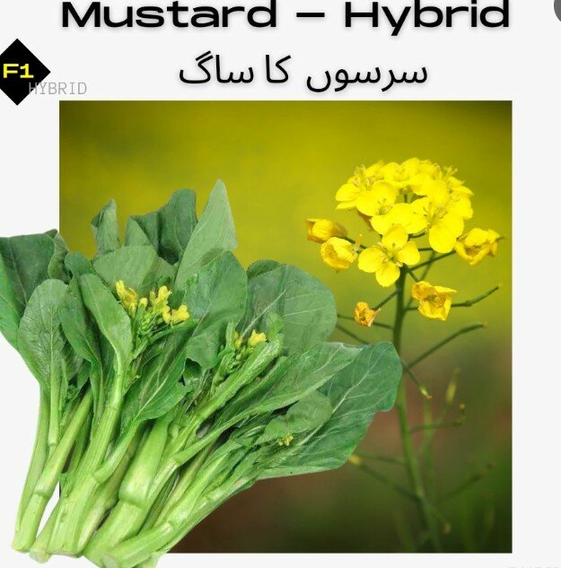 Mustard Hybrid
