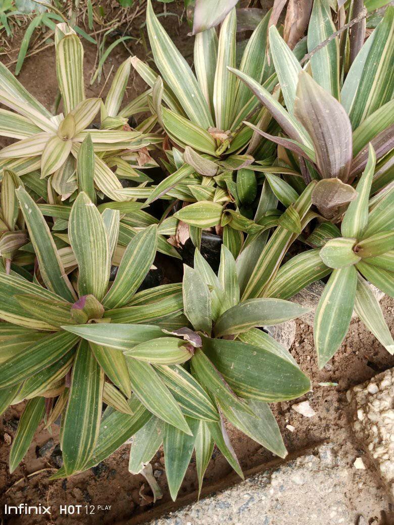 plantes vertes d'intérieur