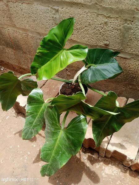 plantes vertes d'intérieur