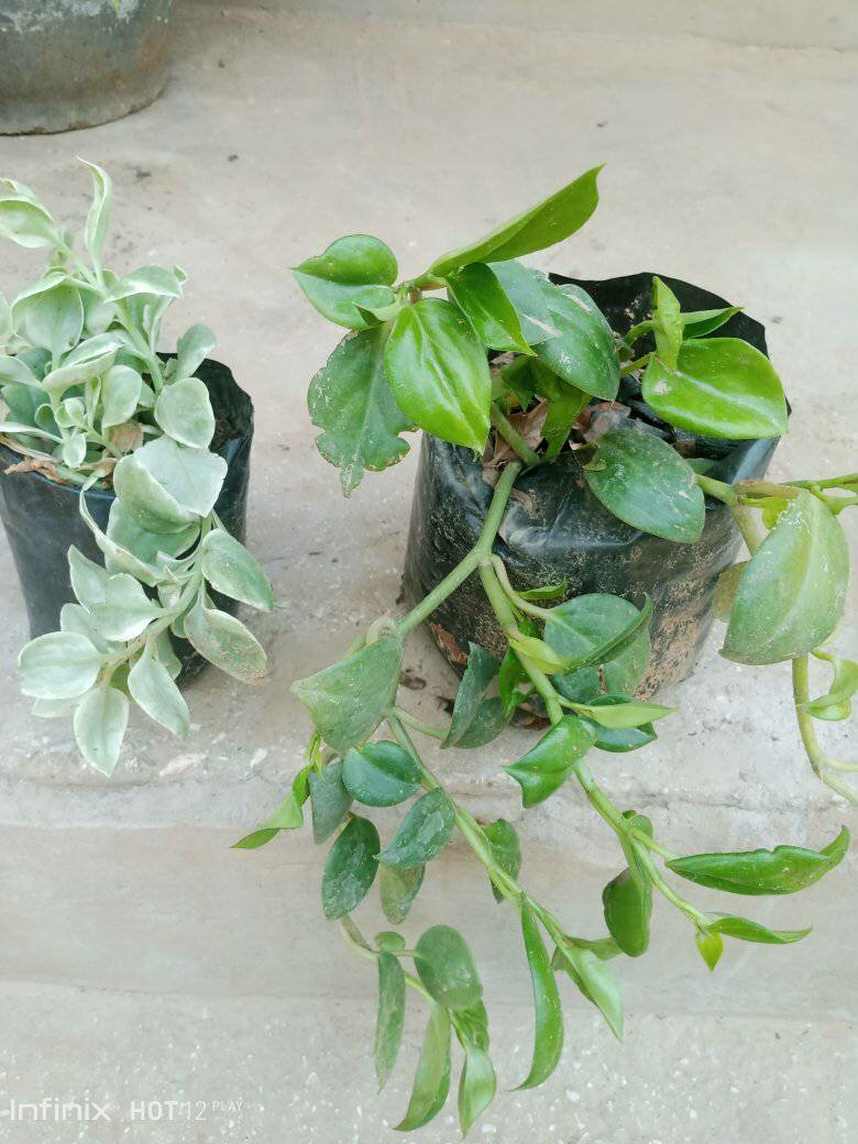 plantes vertes d'intérieur