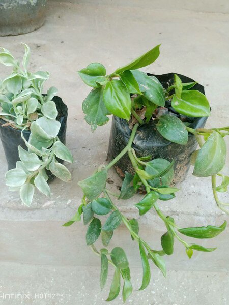 plantes vertes d'intérieur