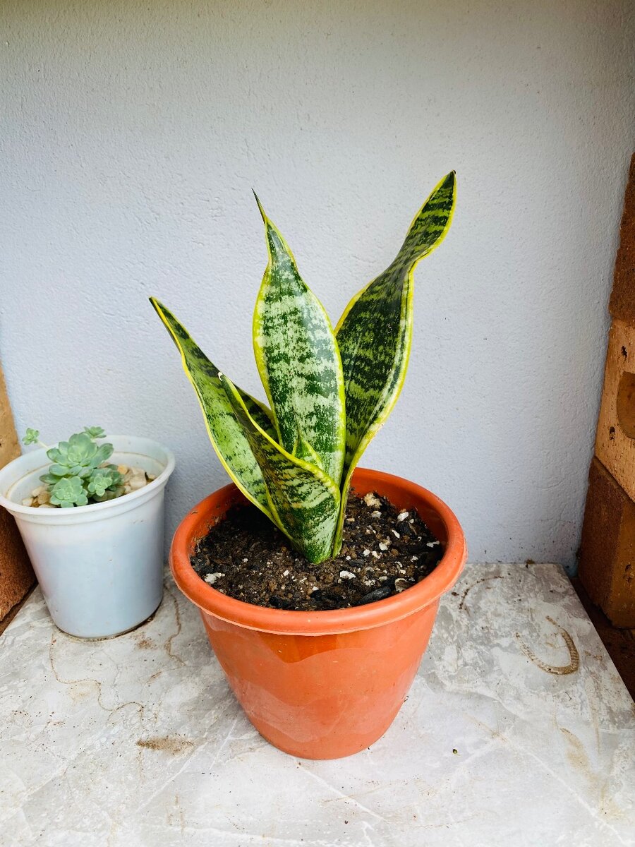 Snake plant