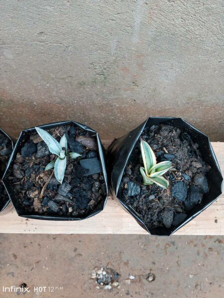 plantes vertes d'intérieur