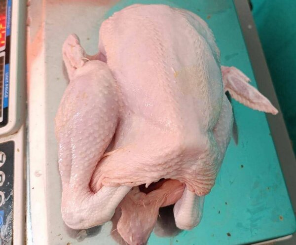Poulet Pondeuse  de qualité