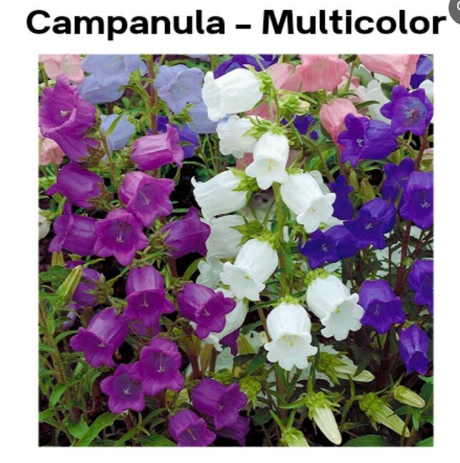 Campanula – Canterbury Bells (Winter)