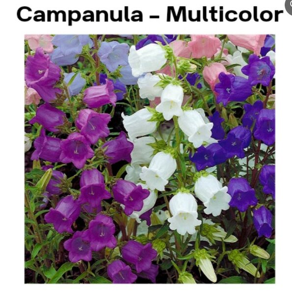 Campanula – Canterbury Bells (Winter)
