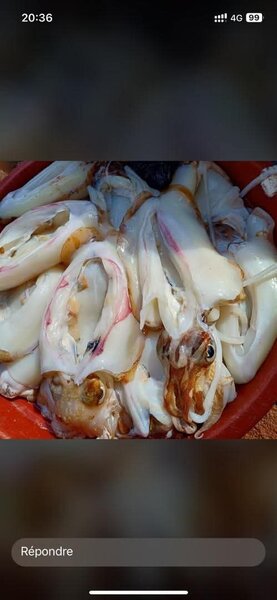 Calmars frais naturels