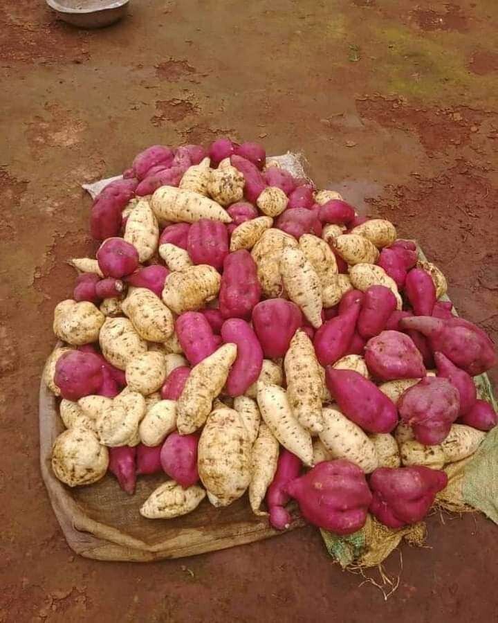 Chips de patate douce