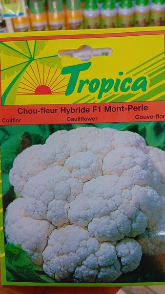 Cauliflower seeds