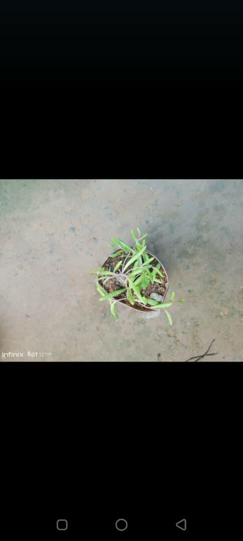 plantes vertes d'intérieur