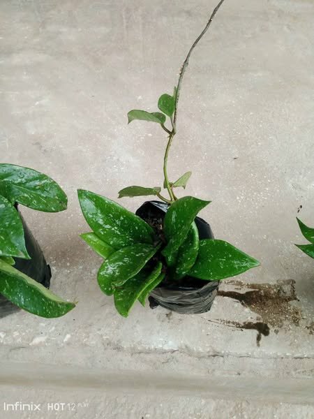 plantes vertes d'intérieur