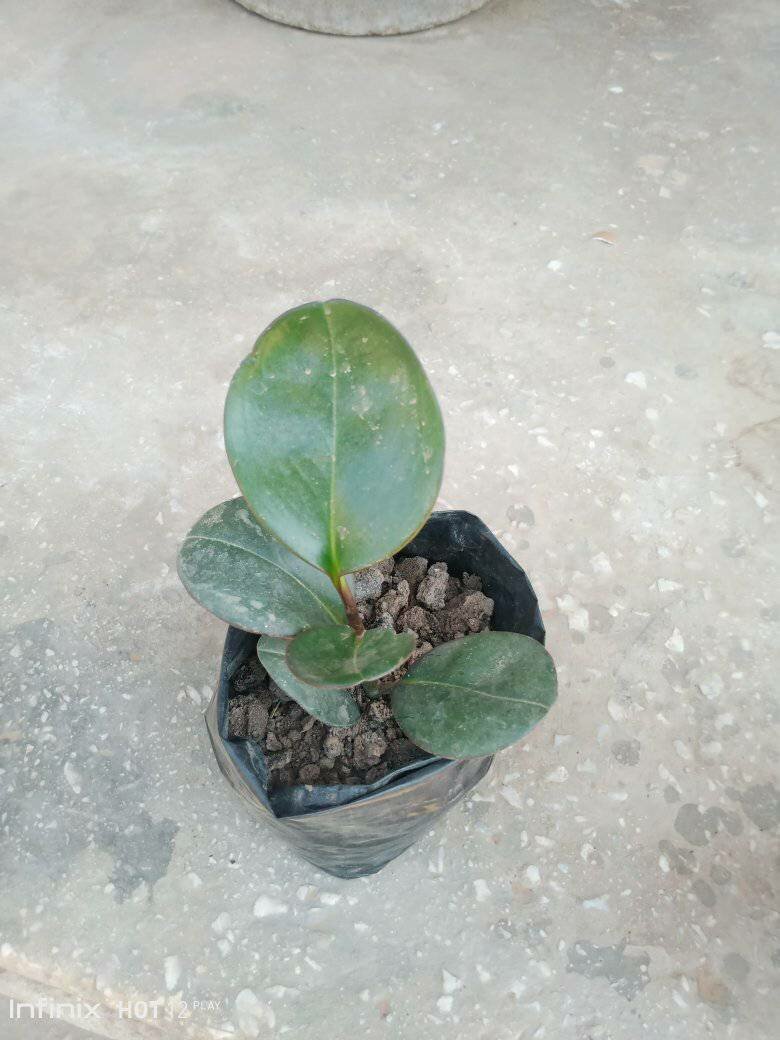 plantes vertes d'intérieur