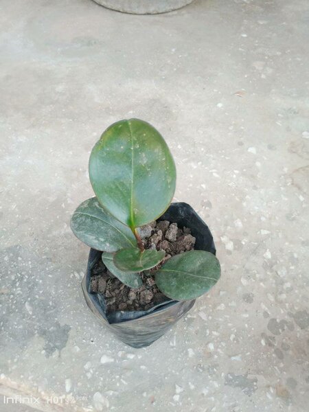 plantes vertes d'intérieur