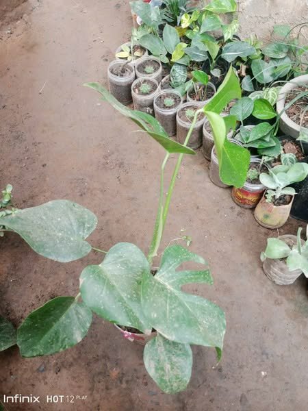 plantes vertes d'intérieur