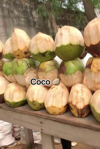 Noix de Coco Fraîches