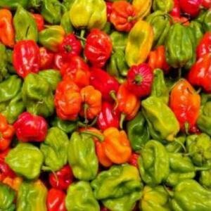 Piments Habanero Frais