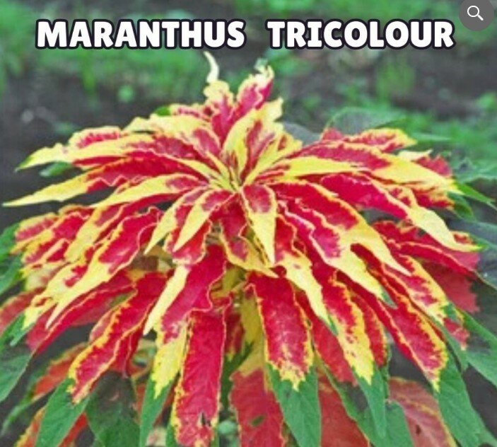 Amaranthus Tricolor Seeds (Summer)