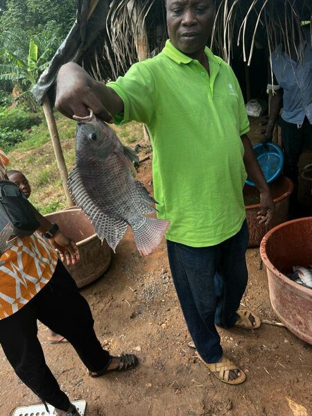 Poisson Tilapia Local