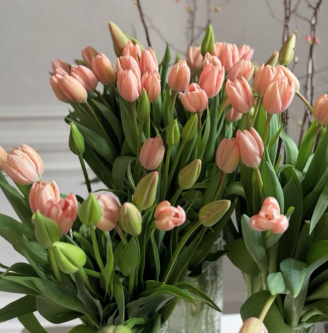 Розовые тюльпаны