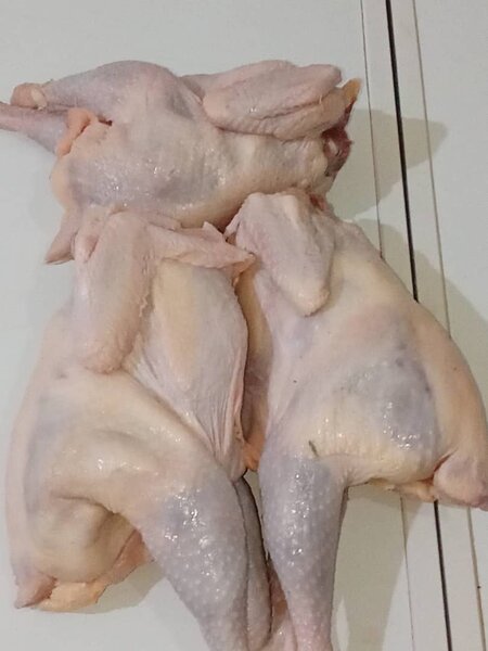 Poulet pondeuse