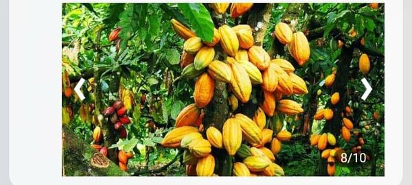 Engrais VESTIGE Agri Humic