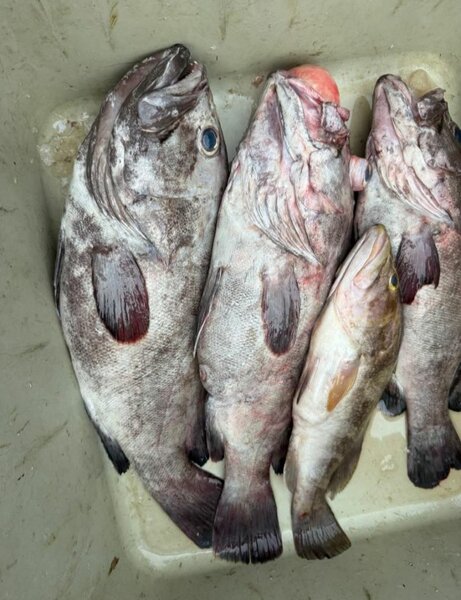 Poisson Frais de la Mer