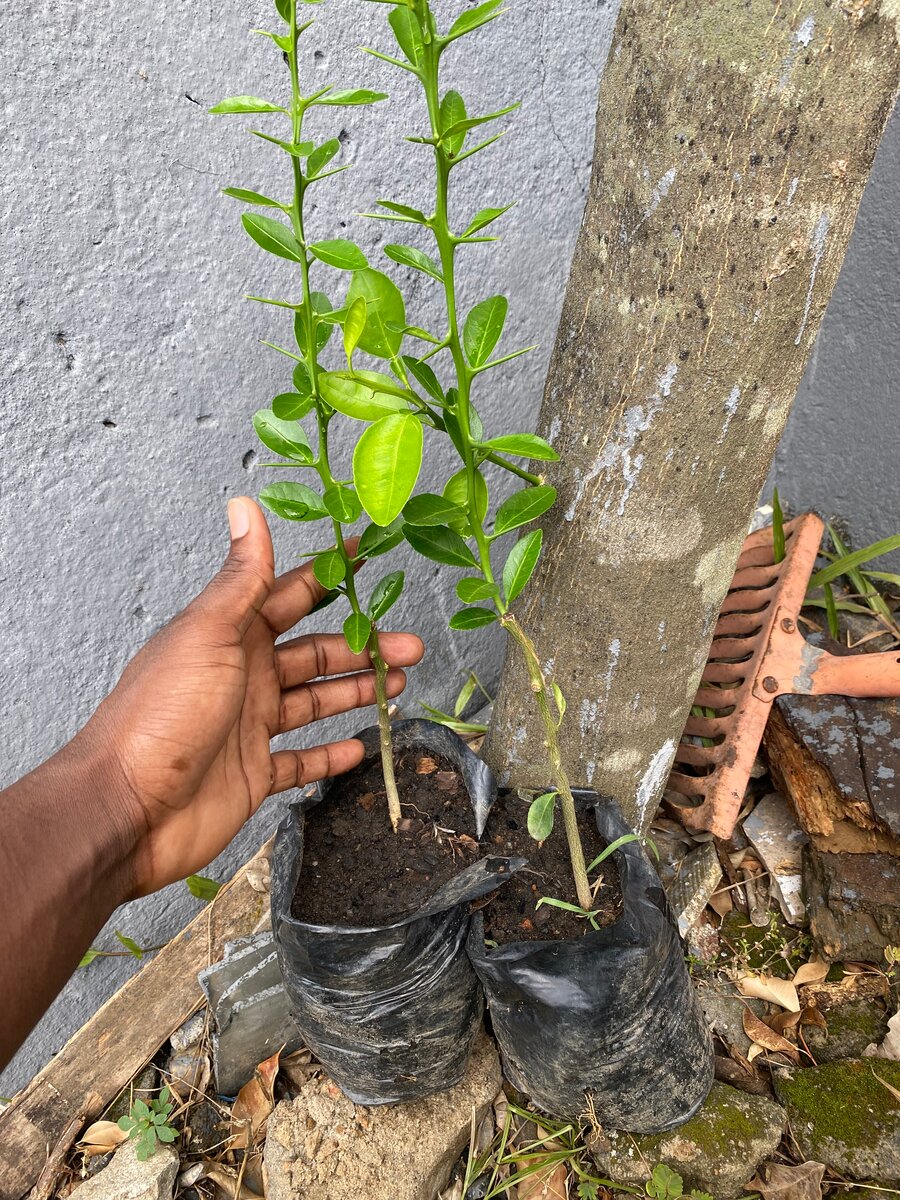 Pepiniere de citron caviar