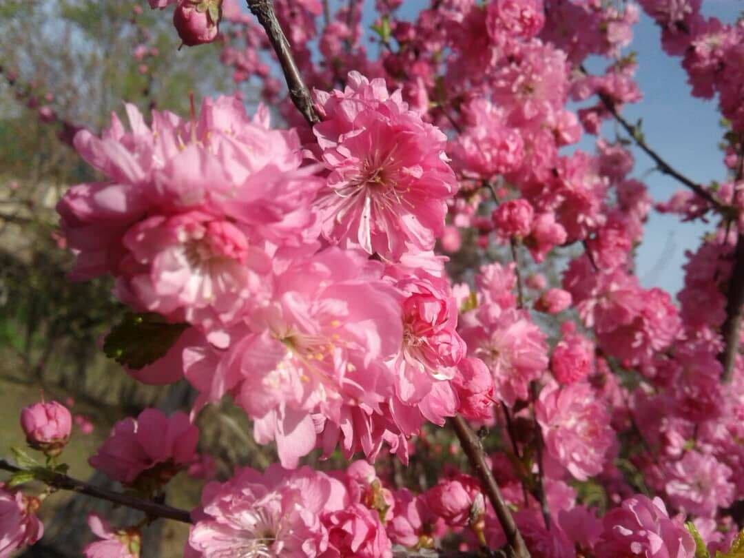 Японская сакура