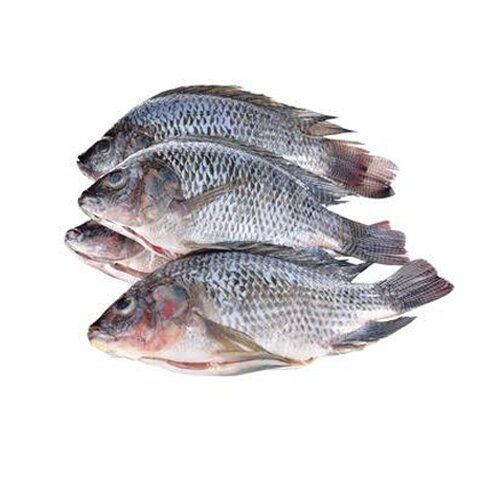 Tilapia
