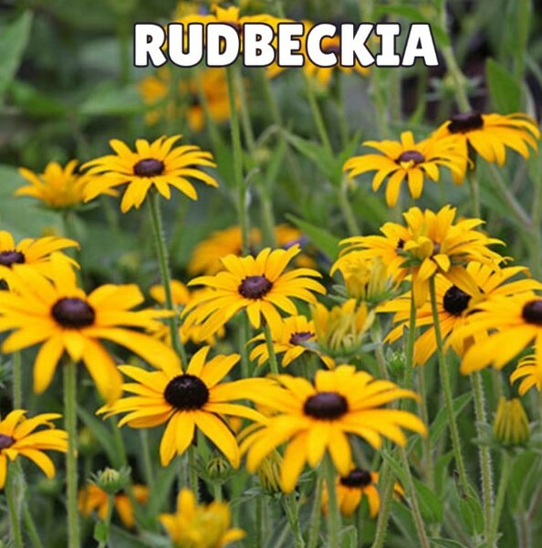 Rudbeckia ‘Coneflowers’ “Black-eyed Susan”